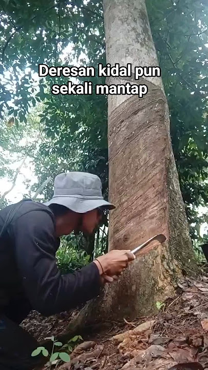 Deresan kidal pun sekali mantap #petanikaret #pohonkaret #shorts