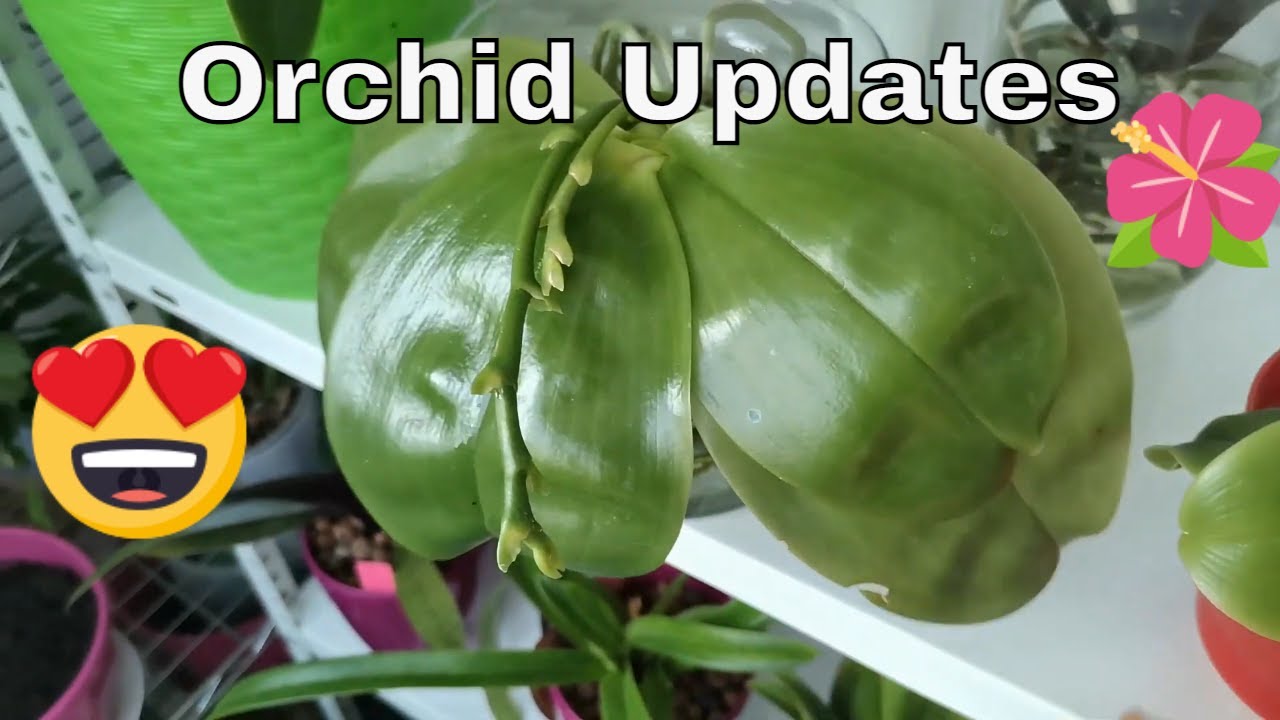 Orchid Updates - February 2022