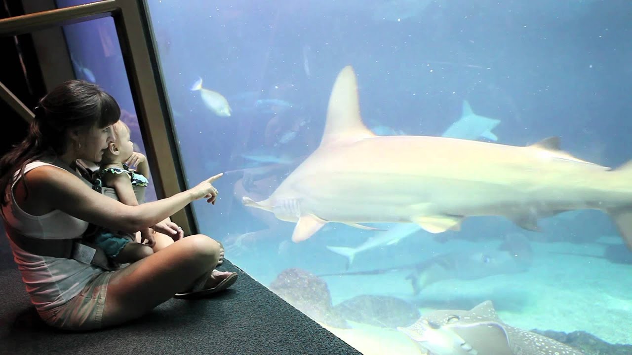 Maui Ocean Center, The Aquarium of Hawaii