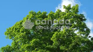 Maple Tree With Fresh Green Leaves Blue Sky Stock Video. Half Speed 4K Clip. 4K.