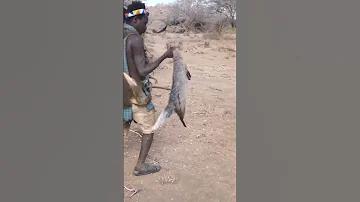 Hadzabe Hunter Gatherers Carry Their Catches From Their Morning Hunt In Tanzania 