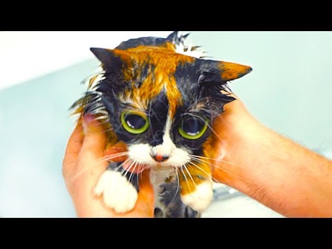 Video: Life Hacks Für Katzen Und Katzen - Eine Nützlichkeit, Die Das Leben Erwachsener Haustiere Und Kätzchen Verbessert, Die Pflege Vereinfacht Und Das Leben Der Besitzer Erleichtert