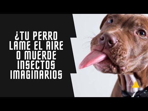 Video: ¿Por qué los perros lamen el aire?