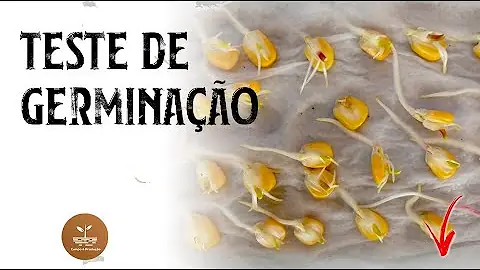 Qual o percentual de germinação das sementes?