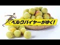 ベルクバイヤーがゆく！ 最高品質のブランド梅 香り抜群「南高梅」を届けたい！