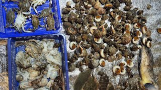 [8물 63] 안면도 해루질 펜션! 소바추 펜션 숙박손님들과 소라 해루질!