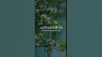 والله يريد أن يتوب عليكم💕❤🌷تلاوة خاشعة الشيخ ياسر الدوسري
