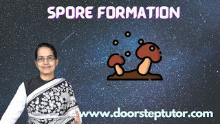 Spore Formation Rhizopus Bread Mold Science Nso Olympiad Neet Hyphae Sporangia Youtube