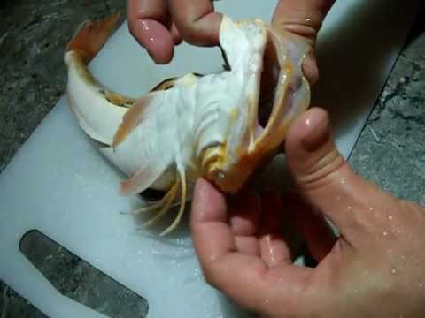Морской петух (триглы) из Черного моря Морской петух (триглы) из Черного моря
