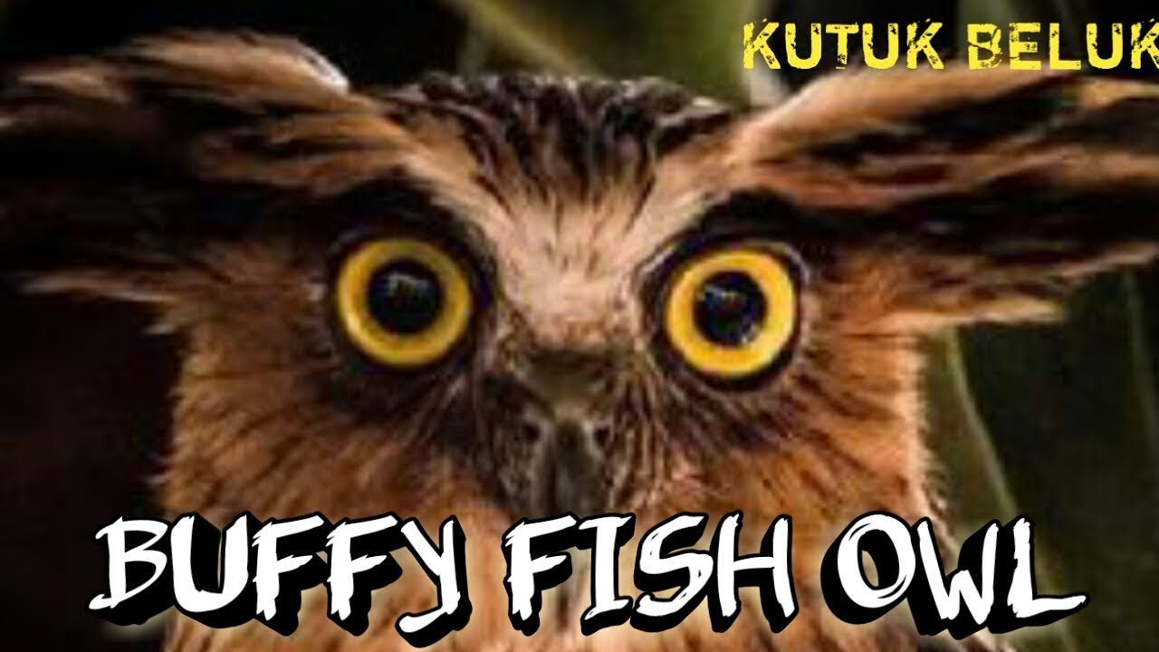 Yu Mengenal Lebih Dalam Burung Hantu Kuning Buffy Fish Owl Youtube