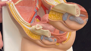 Female Reproductive System - Vulva, Vagina & Uterus