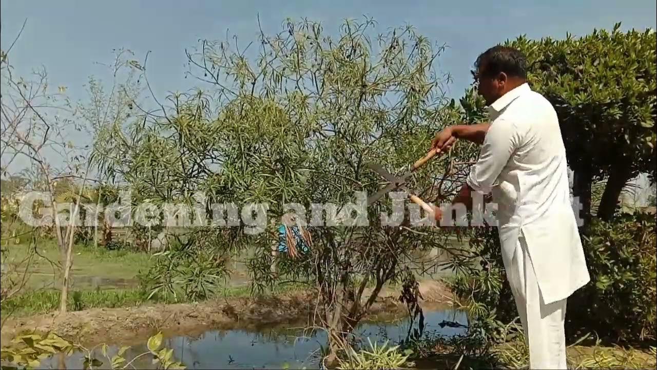 How to trim oleander Gardening and Junk Art YouTube