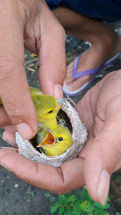 get beautiful and cute birds #birds #chirpingmania #nest #animals #bolang #viral #shorts