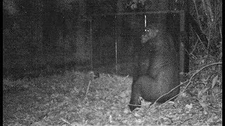 A Young Gorilla Male Keeps On Learning In Mirror In Gabon Jungle, At Night, Under Heavy Rainstorm