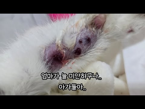 늘 부족한 엄마... #고양이 #고양이집사 #턱시도냥복점 #실방 #고양이방송 #야옹 #cat #cats