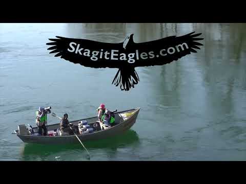 Skagit River Eagle Tours
