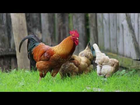 ما شاء الله جمال الديك دجاج ديك بلدي