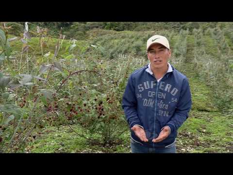 Video: Moras para los jardines de la zona 4 - Consejos para cultivar moras en la zona 4