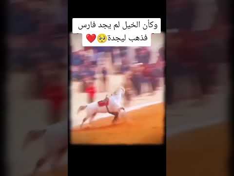 الزود مو للمهره ابد حجيلي عن خيالها
