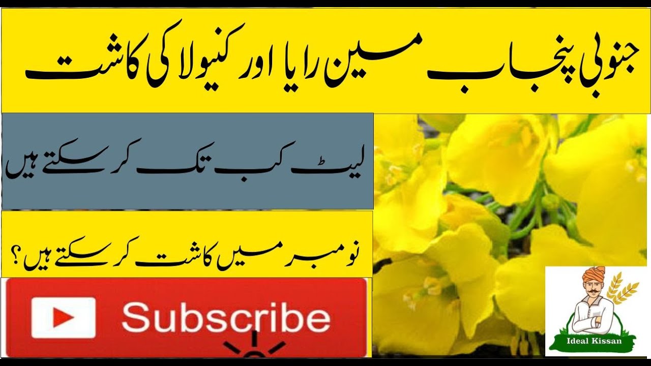 Cultivation of Raya and Canola|Planting season of ray and canola is at its full swing IDEAL KISAN 22