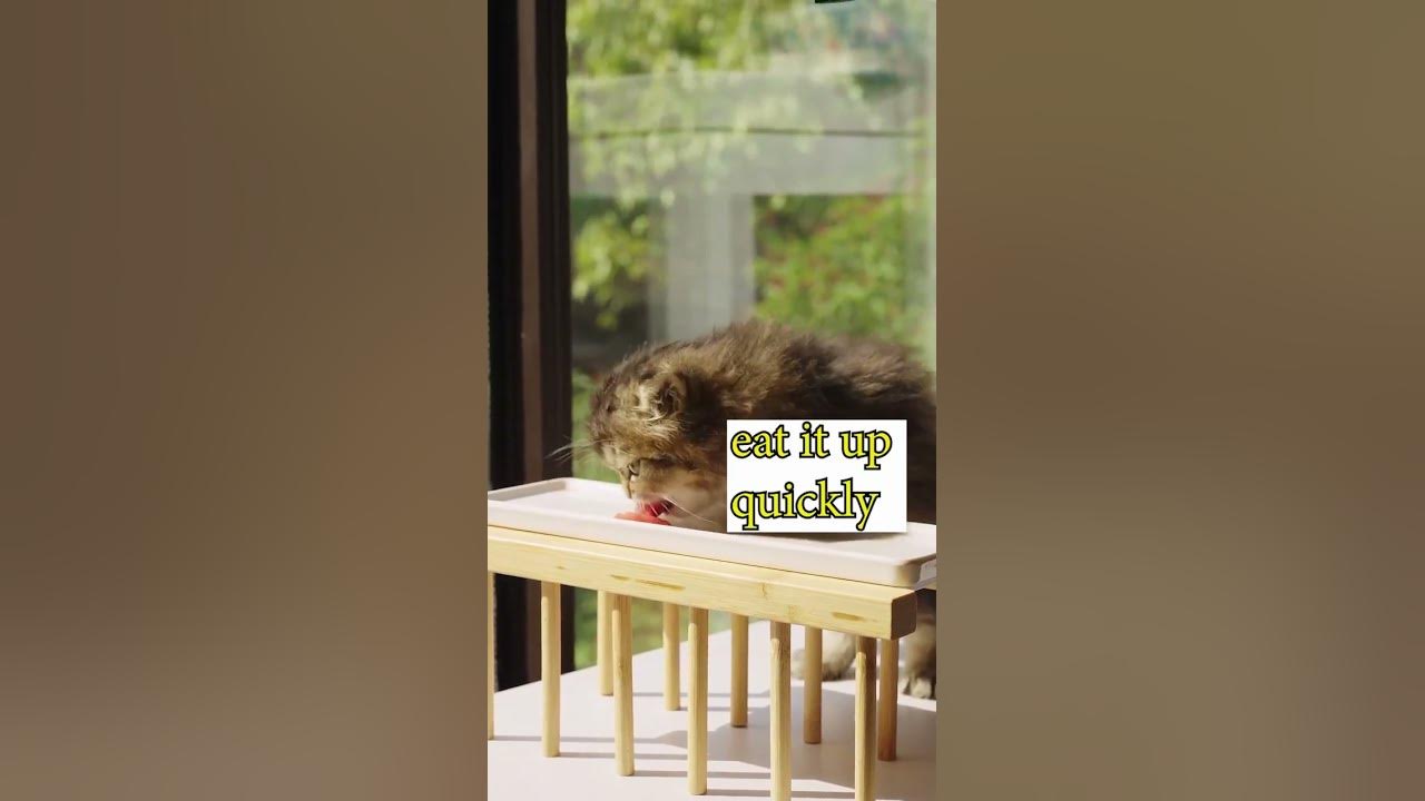 cats-eat-raw-beef-asmr-cat-shorts-kitten-cat-youtube