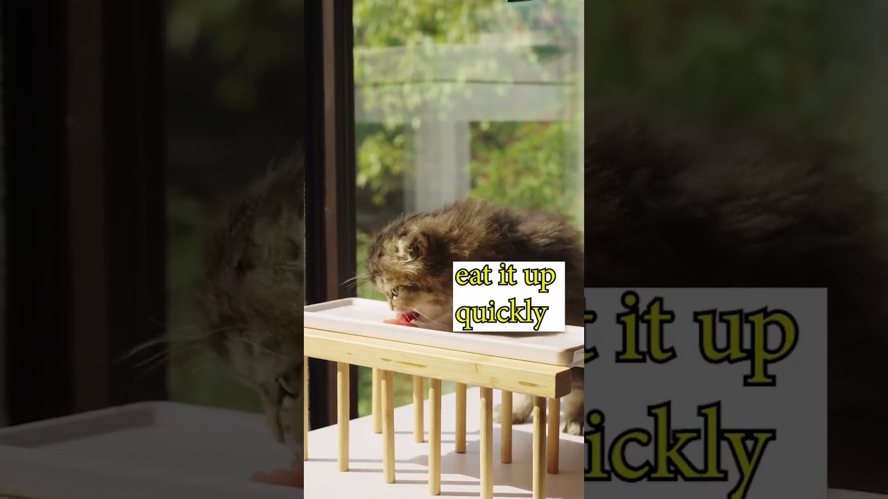 Cats Eat Raw Beef Asmr Cat shorts kitten cat YouTube Cats Eat Raw Beef Asmr Cat shorts kitten cat YouTube