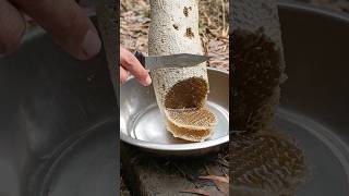 pure fresh honey #honey #shortvideo #nature