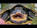 Search for the Barbour's Map Turtle!! Georgia's KING of Map Turtles!!