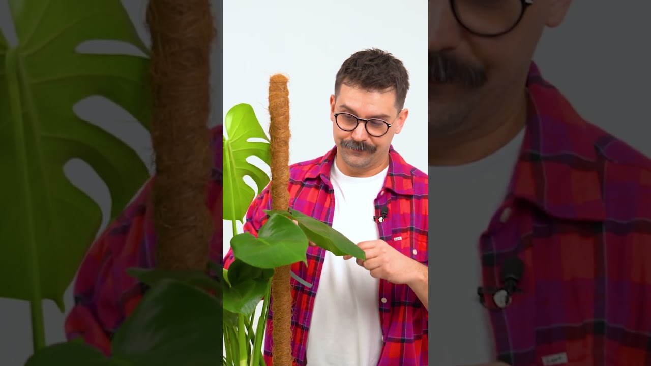 Plant Daddy - obejrzyj film