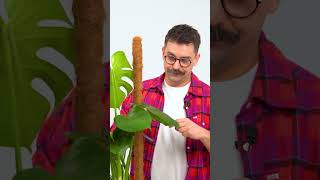 Daddys Monster - Repotting Instructions From Plant Daddy