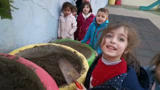 Maternelle Valsainte, plantation du Mimosa