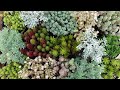 #22【今なら簡単、買わずに増やす】寄せ植えの準主役、おとも多肉はこう増やす