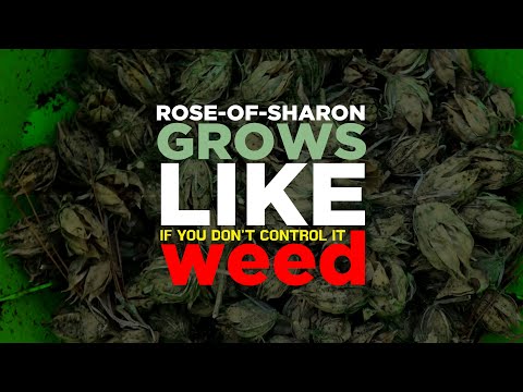 How to Handle Rose of Sharon Seed Pods