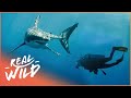 Why Are There So Many Shark Attacks In South Africa? | Mystery Of Shark Beach | Real Wild