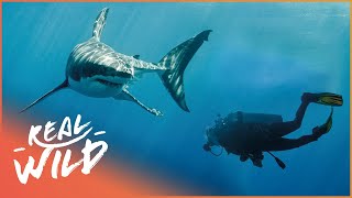 Why Are There So Many Shark Attacks In South Africa? | Mystery Of Shark Beach | Real Wild