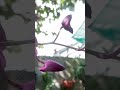Dendrobium rojo vino#orquideas