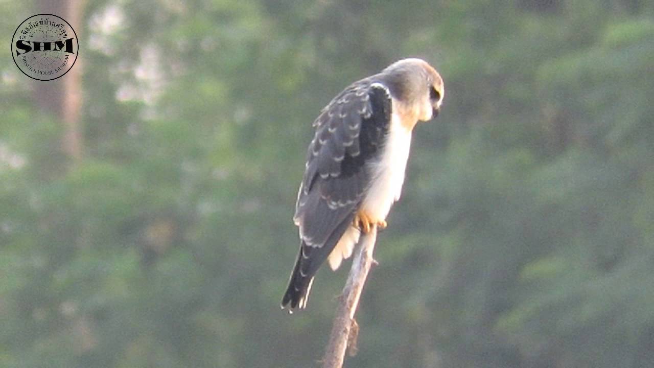 เหยี่ยวขาว (Black-Shouldered Kite)รอเหยื่อ 