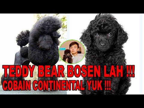 Video: Apa itu anjing teddy bear?