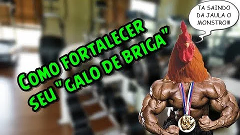 Qual o melhor galo de combate do Brasil?