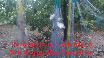 Tập.10 văng câu tại cánh đồng CAMPUCHIA trúng mánh bầy cá chê đồng khủng/ Thanh an miền tây