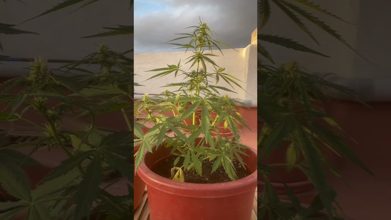 Cuidado Fácil para Plantas Autoflorecientes 🌿¡No Te lo Pierdas! 