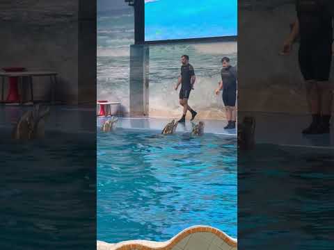 Dolphinarium #youtubeshorts #burjkhalifa #viralmusic #funny #viralsong #viralvideo