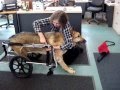 Placing a 100 lb. dog  in an Eddie's Wheels Neutral balanced cart