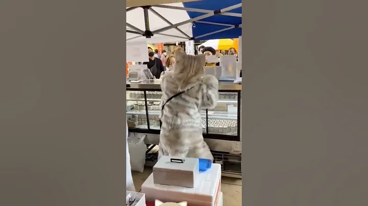 Watch the video about #chill #cat #kitty #kitten #pet #cute #funny #fluffy #purr #purring #shorts #homepets #dog #puppy