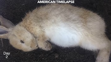 RABBIT DECOMPOSITION - 0-11 DAY TIME-LAPSE