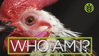 Hewan Unggulan - Ayam Serama