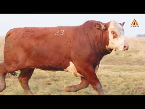 LOTE 23 TAT 1564 M Braford