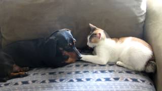 Cute Dog And Cat Kissing
