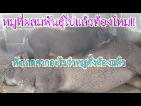 วีดีโอ: วิธีการตรวจสอบว่าหมูท้องหรือไม่