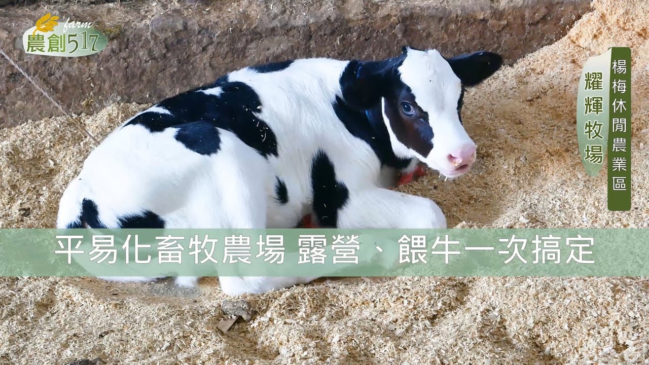 楊梅耀輝牧場平易化畜牧農場露營 餵牛一次搞定 Youtube